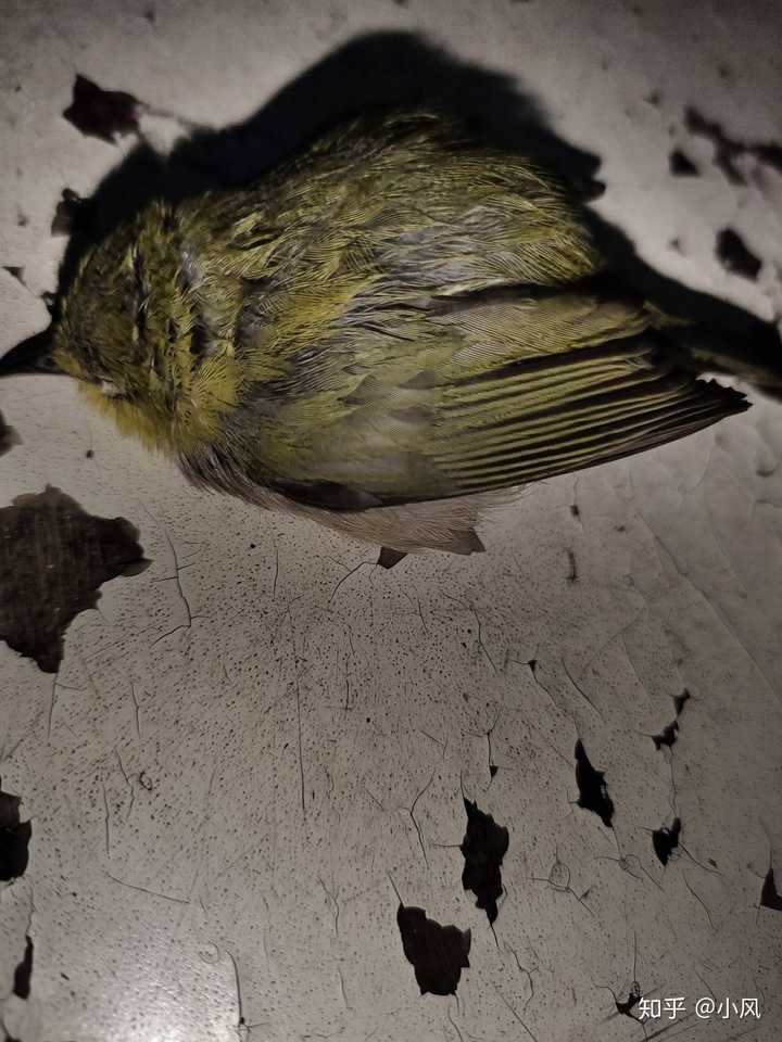 璕妙墍?さA贗?{