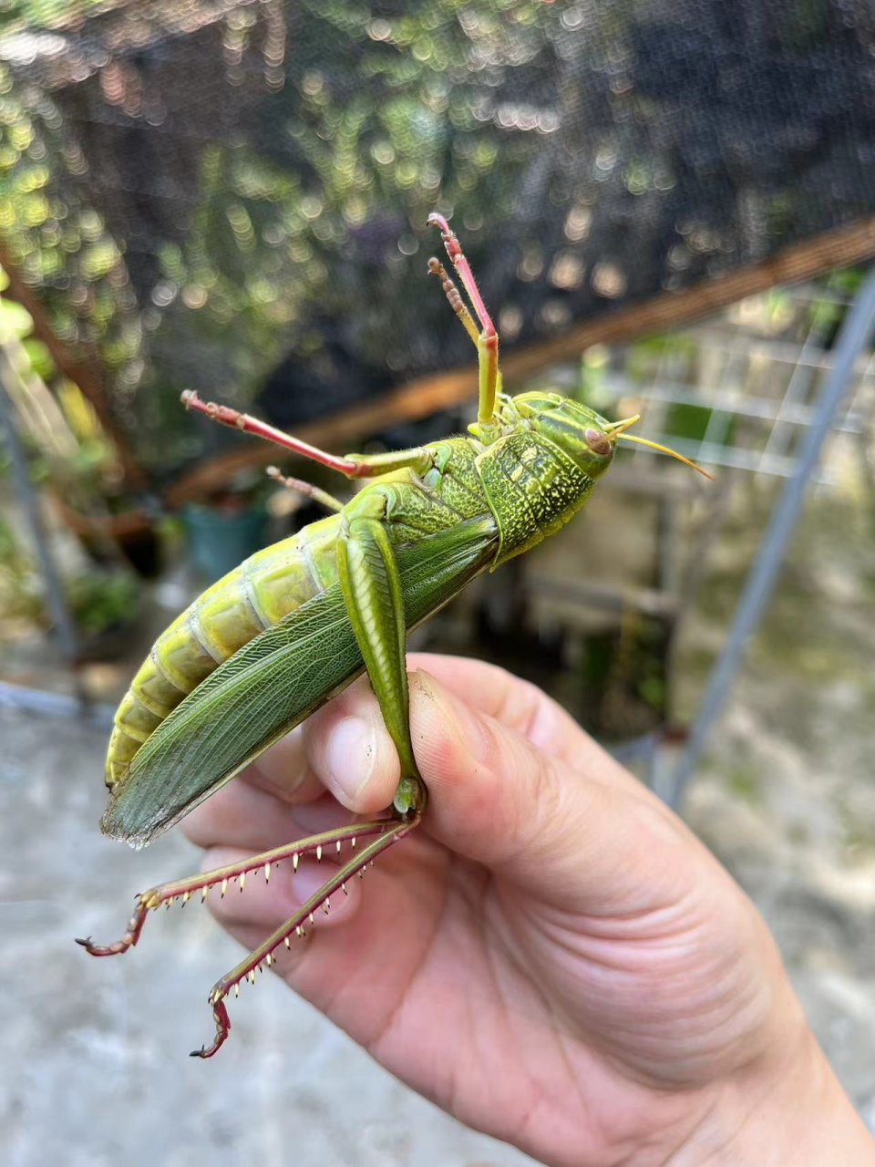 蚱蜢和蝗虫还有蚂蚱是一种动物吗 蚱蜢和蝗虫还有蚂蚱是一种动物吗